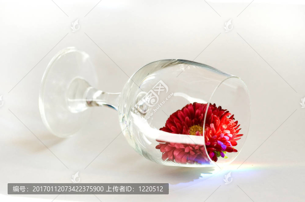 粉紅色的紫菀