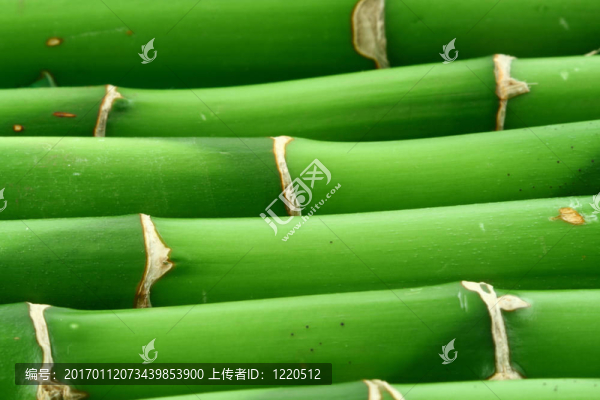 竹的背景2