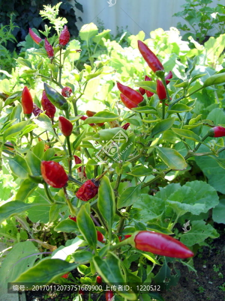 對(duì)植物辣椒
