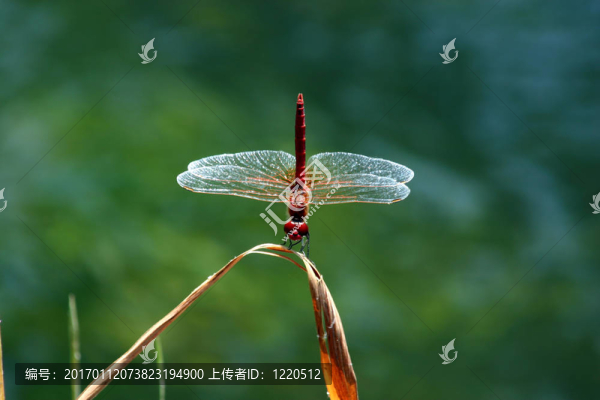 干上的紅蜻蜓