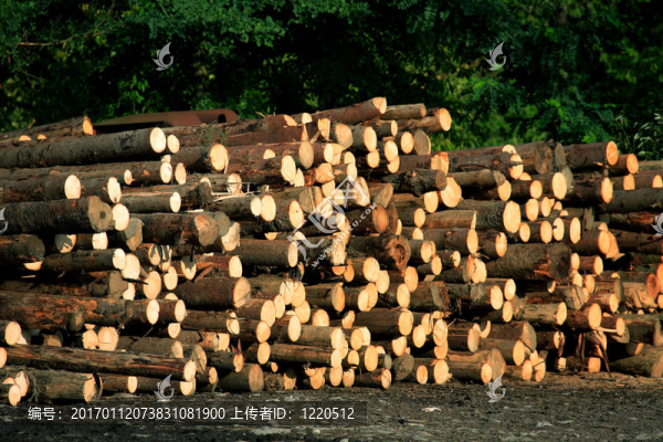 砍伐森林