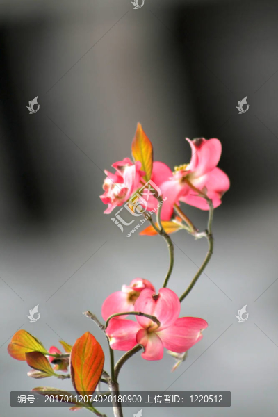 粉紅色的花