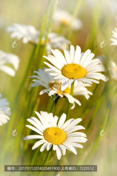 雛菊