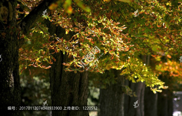 五顏六色的樹(shù)