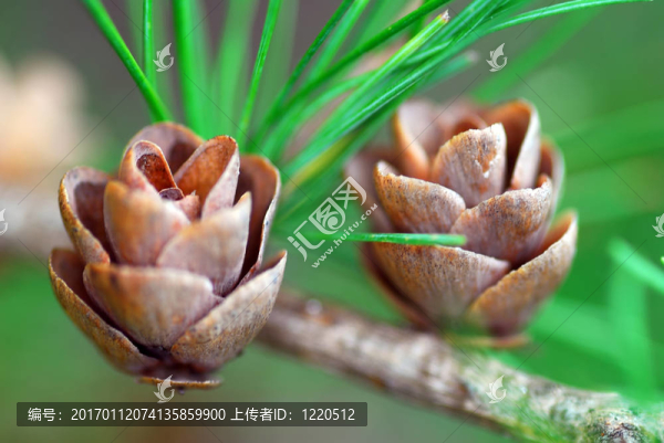 小松樹的球果