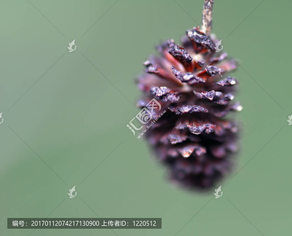小松樹的球果