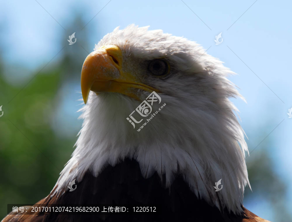 禿頭鷹