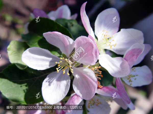 開(kāi)花的蘋(píng)果