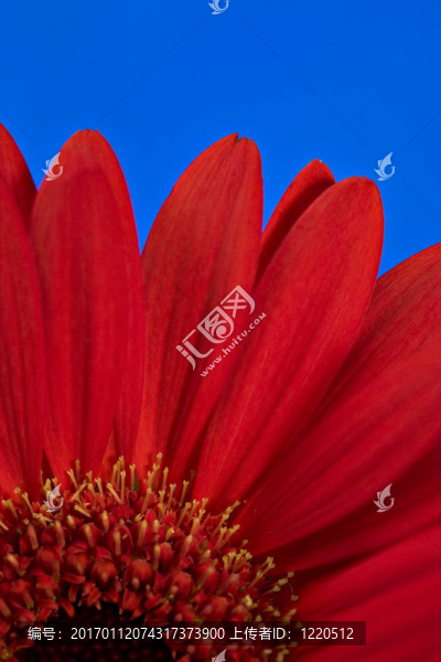 紅色的雛菊花