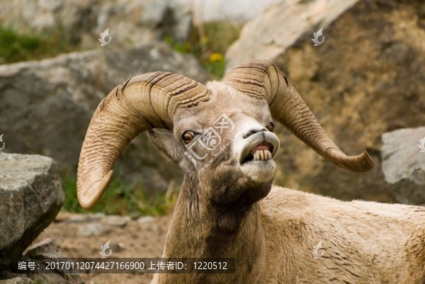 大角羊-匯圖網(wǎng) www.fosd68.com 大角羊