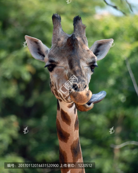 Giraffe（長頸鹿）