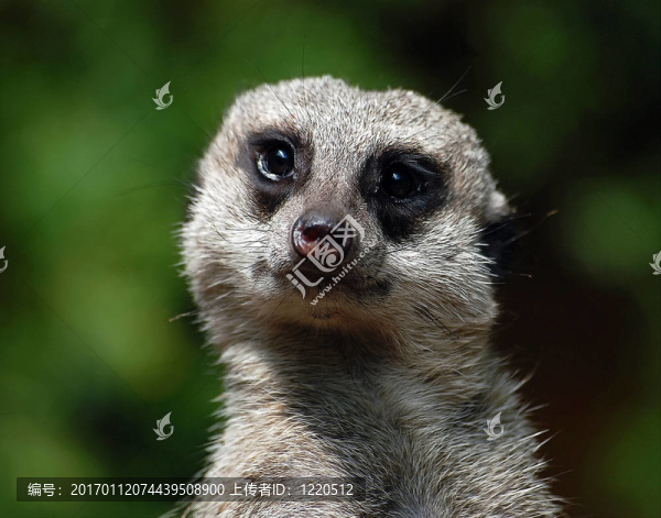 海島貓鼬（項目Suricata,suricatta）