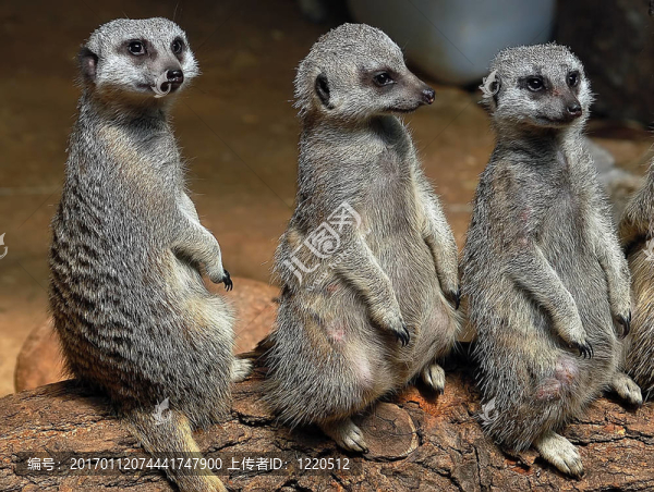 狐獴（項目Suricata,suricatta）