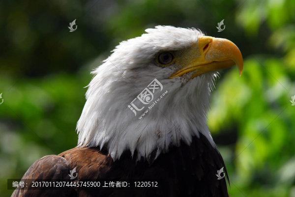 禿頭鷹