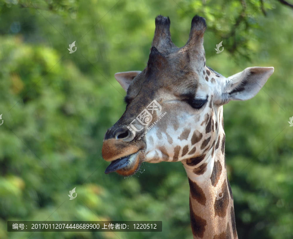 Giraffe（長頸鹿）