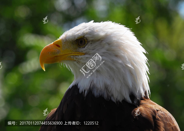禿頭鷹