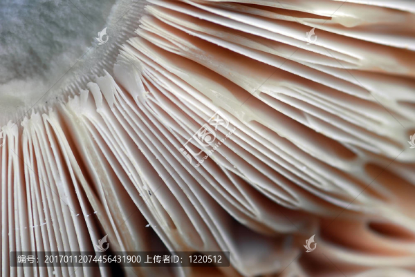 蘑菇的宏