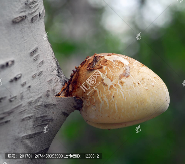 蘑菇樹