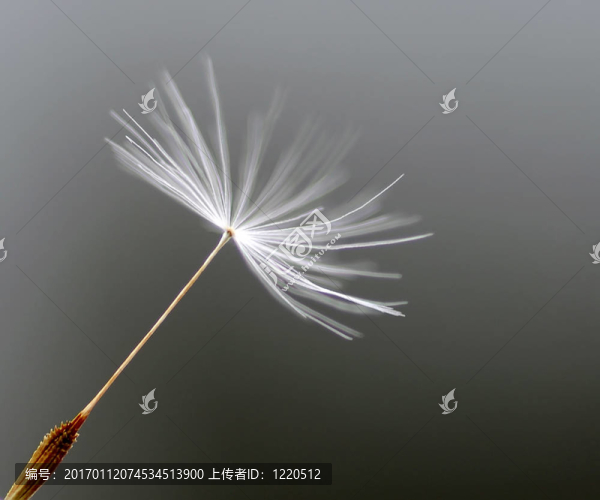 蒲公英的種子