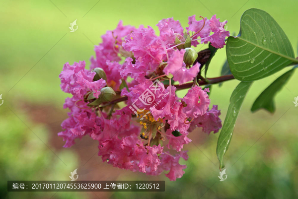 縐紫薇花