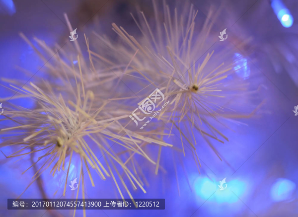 火災(zāi)毛皮樹