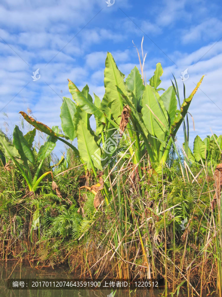 馬達(dá)加斯加藍(lán)天下熱帶植被的細(xì)節(jié)