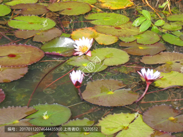 運(yùn)河上的DES潘加蘭花；馬達(dá)加斯加