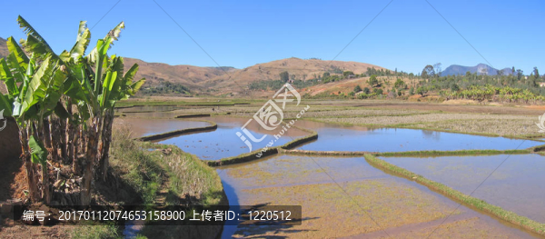 山谷中的梯田文化；Andringitra公園；馬達(dá)加斯加；Panoramique