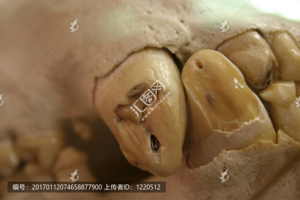 牙齒的頭骨