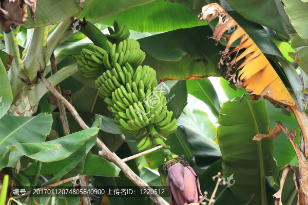 香蕉樹