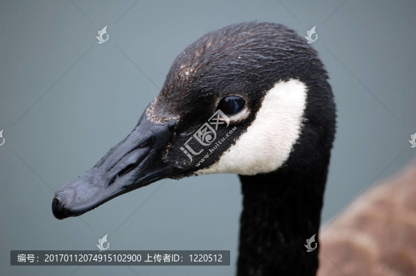 加拿大鵝