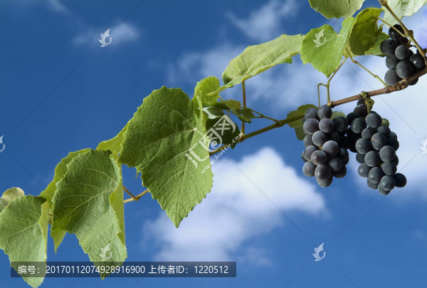 在葡萄樹上的黑葡萄對多云的藍(lán)天