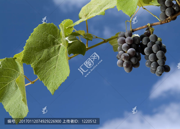 在葡萄樹上的黑葡萄對(duì)多云的藍(lán)天