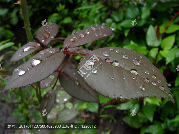 雨后的玫瑰葉