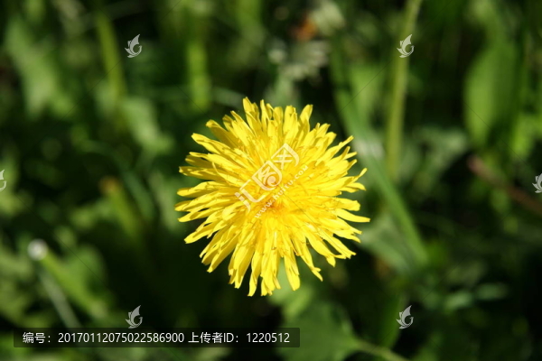 蒲公英