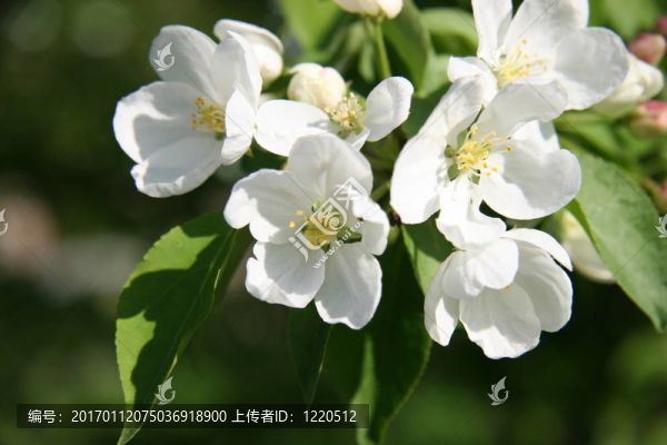 蘋果樹