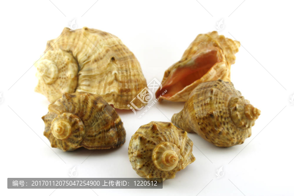 海海扇殼。