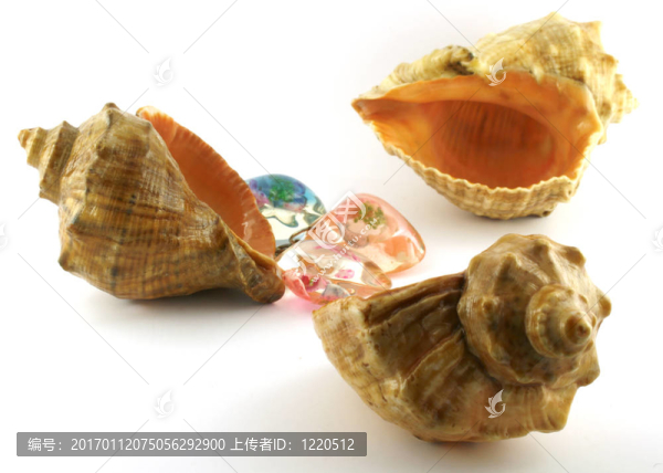 海海扇殼。