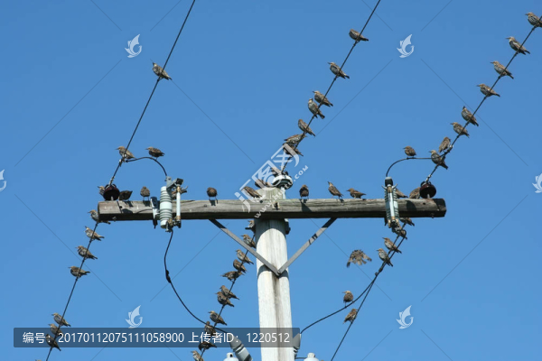 電線桿上的鳥
