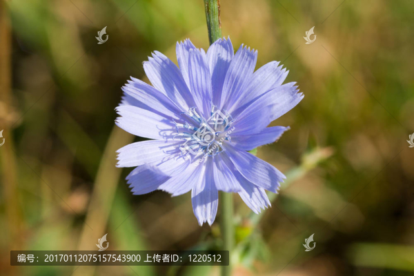 菊苣的特寫