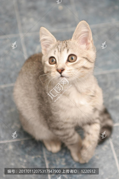 看見一只小貓