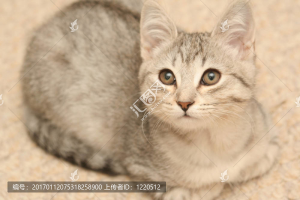 看見一只小貓
