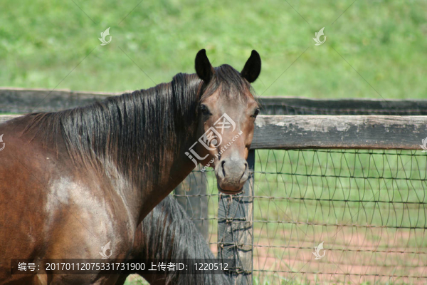 馬