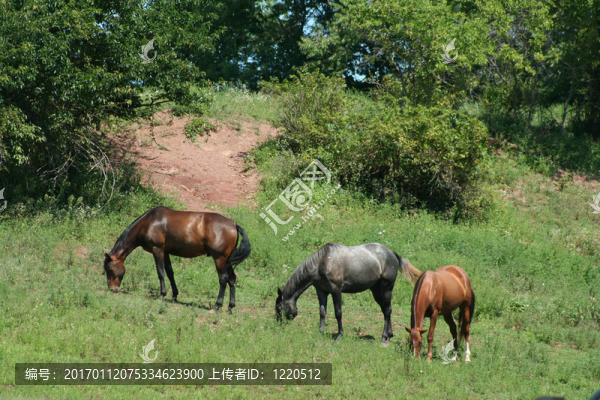 三馬
