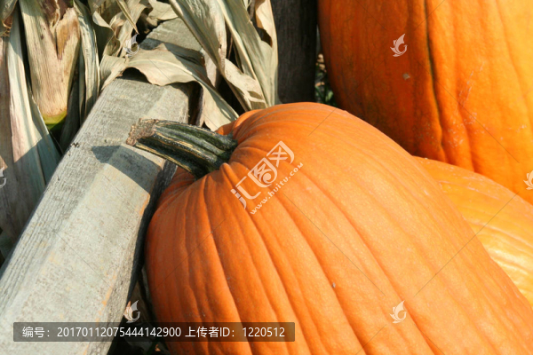 南瓜