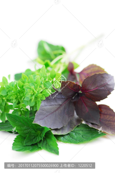 什錦羅勒香草
