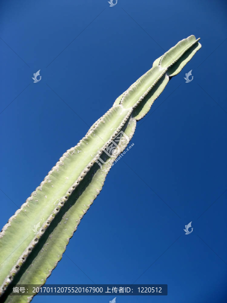 仙人掌