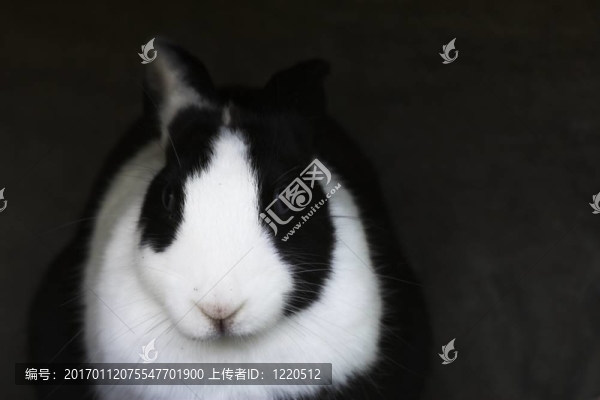 復(fù)活節(jié)兔子