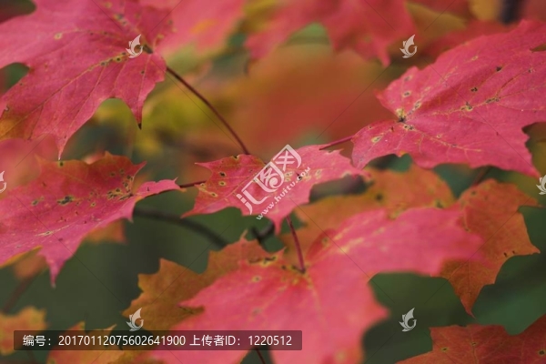 鮮艷的紅色楓葉