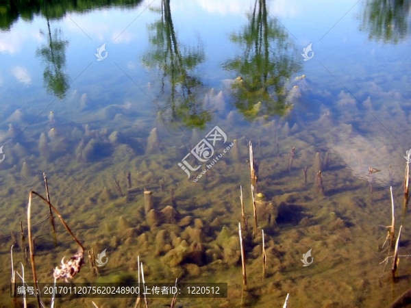 pondscum思考